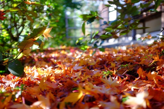 京都赏枫2022,京都赏枫必去景点有哪些好玩的