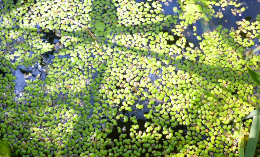 观赏鱼适合多久喂一次食物,观赏鱼喜欢什么水果和蔬菜
