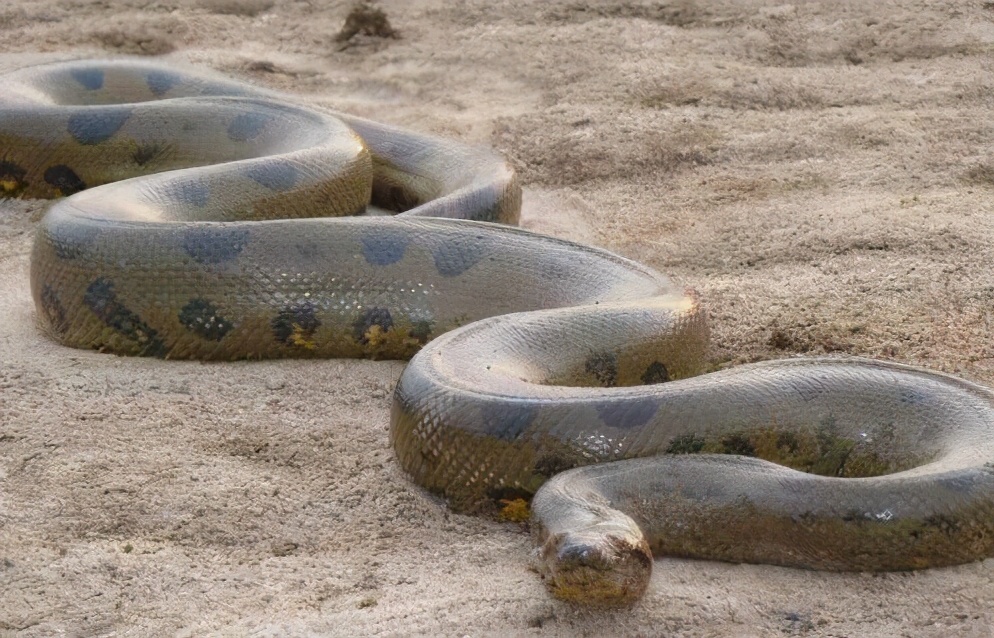 森蚺跟王蛇结合,森蚺可以孤雌生殖吗