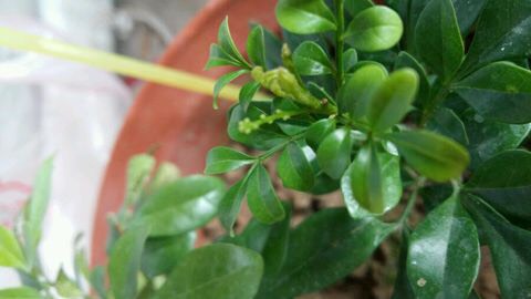 室内养米兰浇水的正确方法,室内养米兰的注意事项