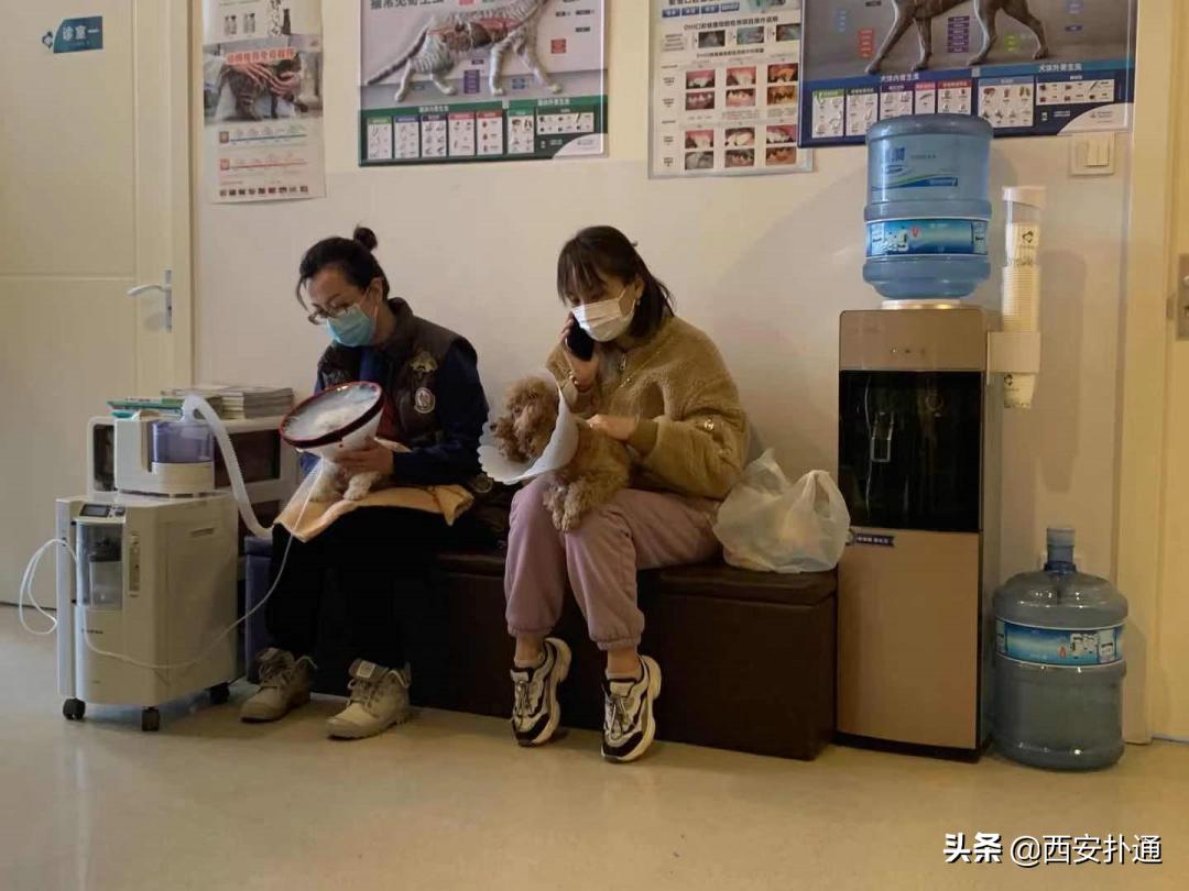 在西安给宠物看病凭什么这么贵