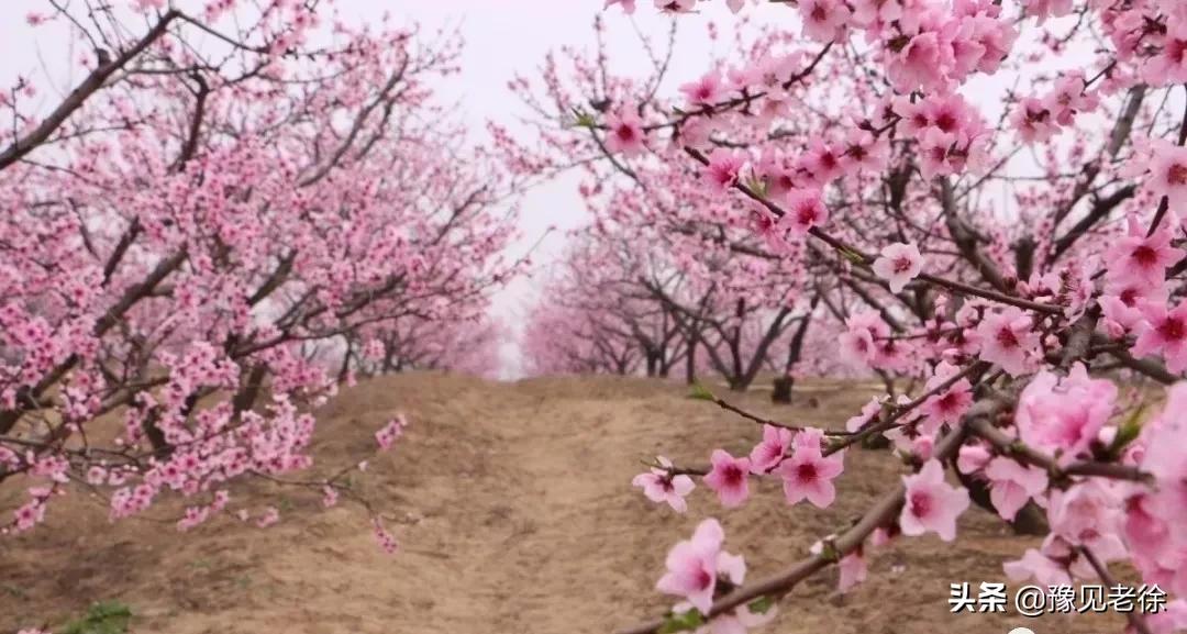 南阳赏花最佳地点,南阳春天赏花的地方有哪些推荐