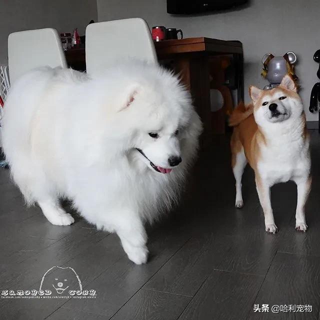 柯基和萨摩哪个可爱,萨摩耶和柯基哪个体型大