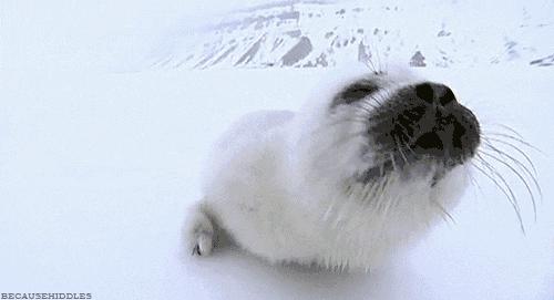 它土圆肥，却是出了名的网红