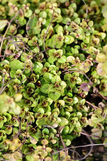 西餐香草大全及用途视频,好吃的西餐料理有哪些