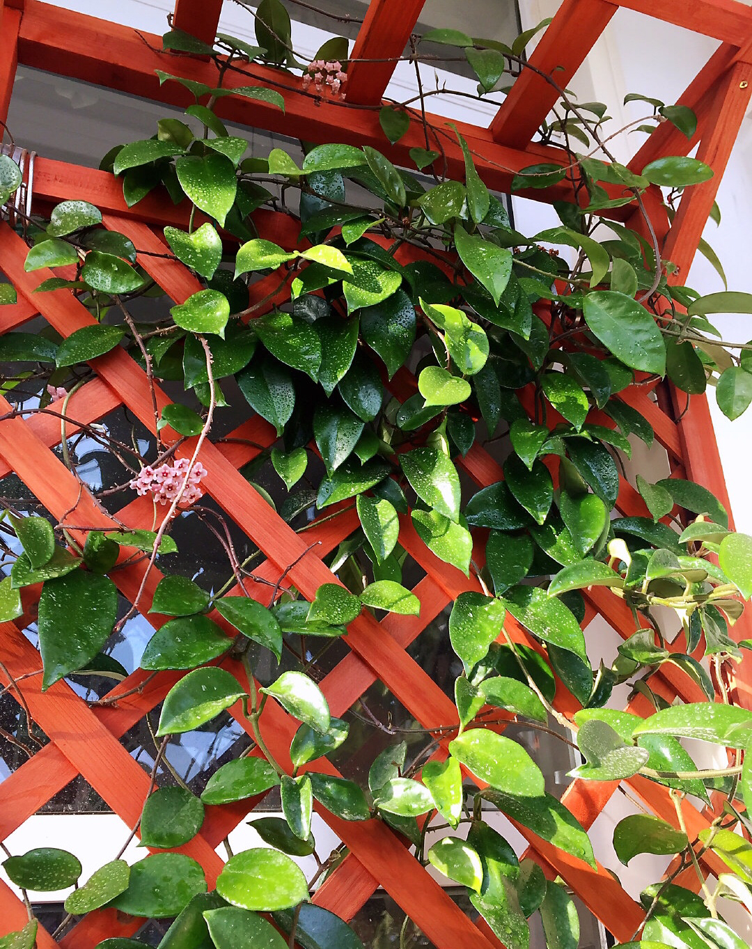 盆栽球兰花的养殖方法,花卉球兰的养殖方法和技巧