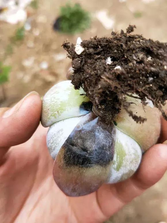 多肉根腐黑没有多菌灵怎么救,养多肉很容易死