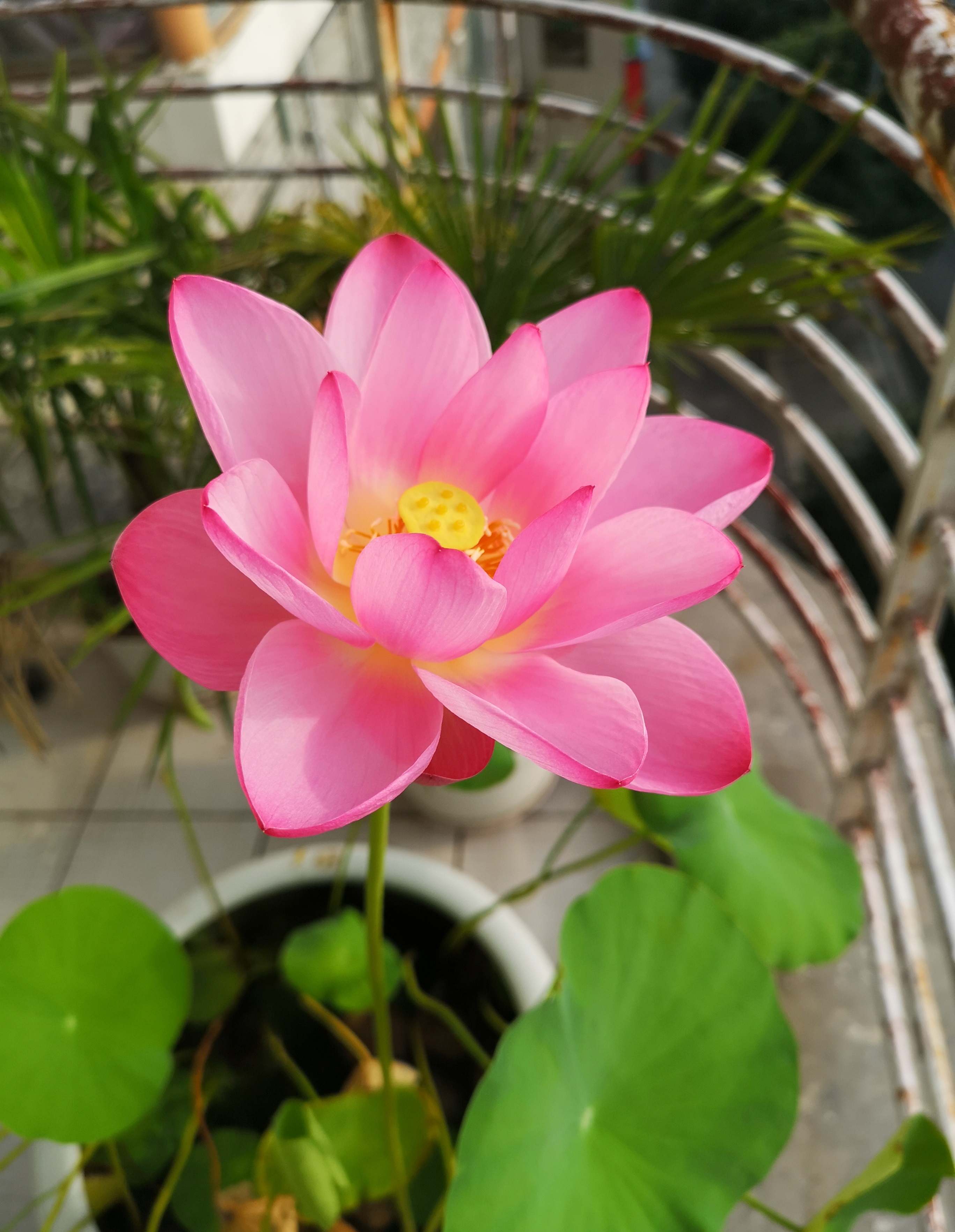 适合盆栽的碗莲品种,碗莲莲花品种大全