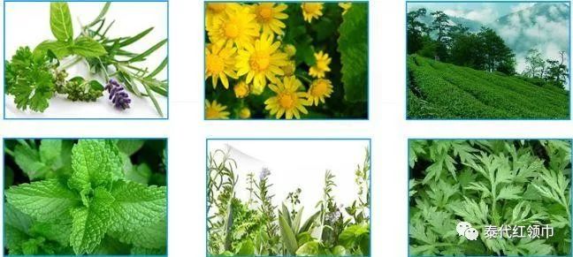 青草膏四季通用,滋润修复青草膏