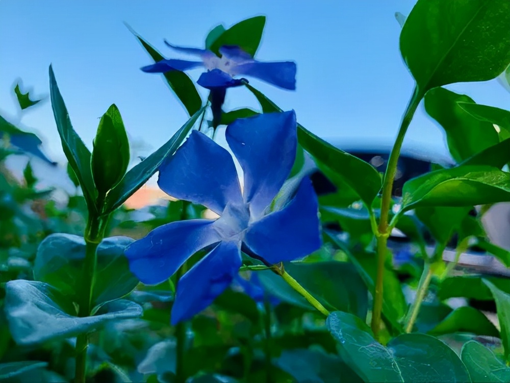 十种蓝色花,常见的六种蓝色花