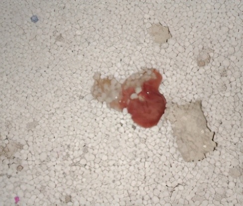 猫咪便便有血是什么原因,猫咪拉血尿是怎么回事