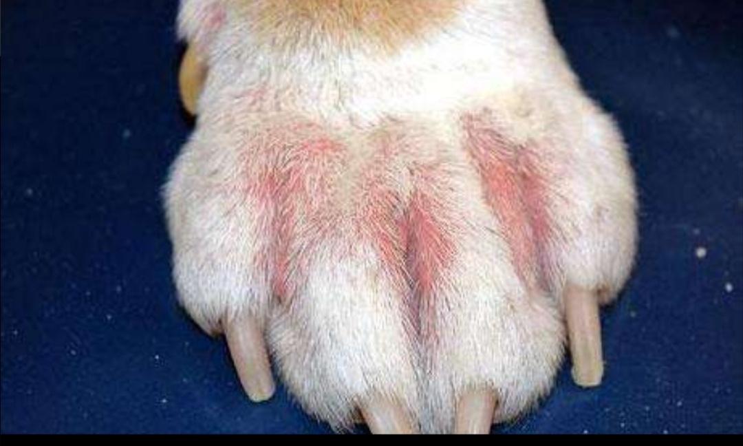 类似于人类脚气的狗狗趾间腺炎，原来是太干净惹的祸