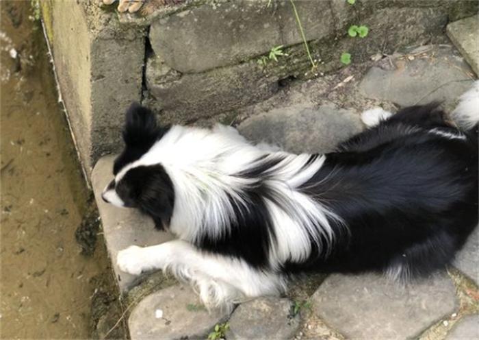 边牧赶鸭子,为什么赶鸭子都是边牧