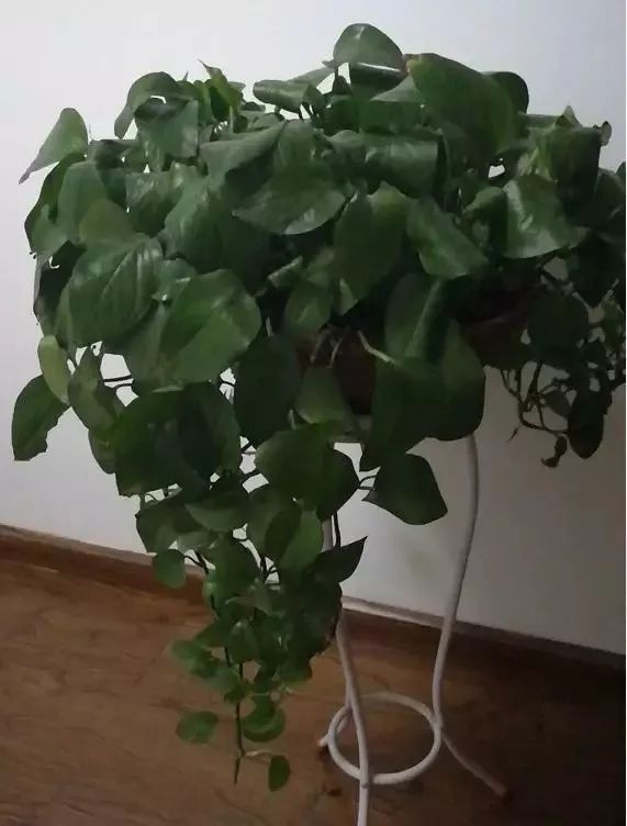 发现植物的枝叶萎蔫低垂,盆栽植物枯萎的原因及补救