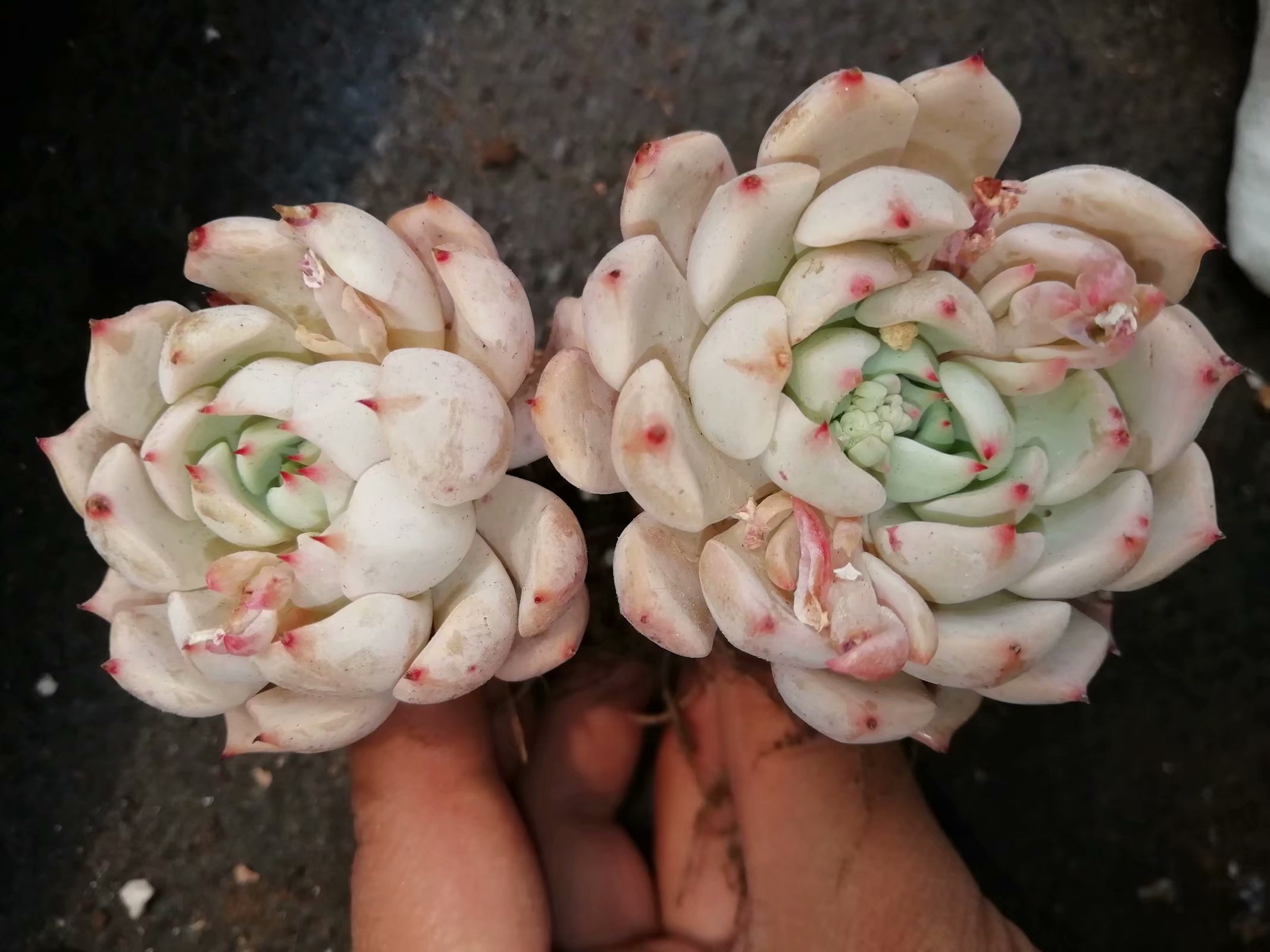 多肉养出状态来有多美？这102种多肉控养上色之后美呆了