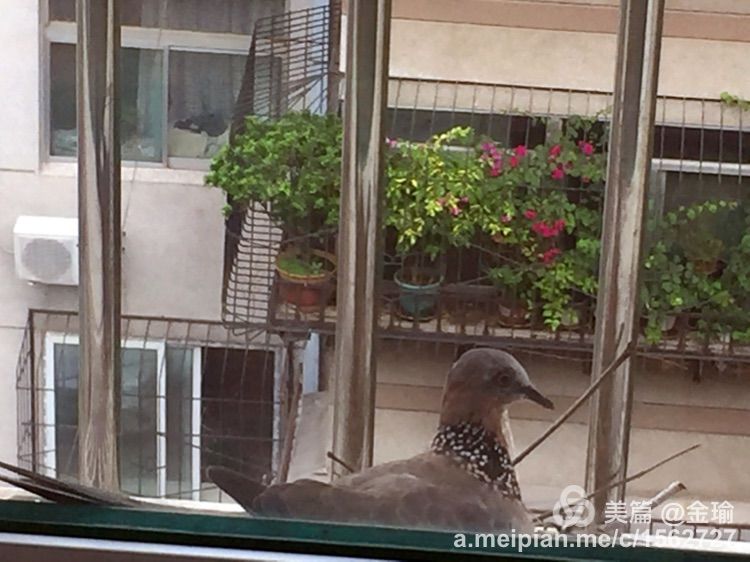 四只小鸟的故事视频,四只白鸟的故事