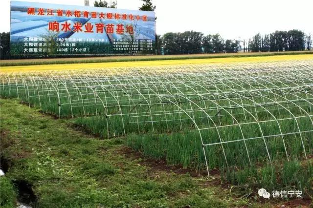 农业农村部、财政部公布！宁安成为首批20个国家现代农业产业园之一