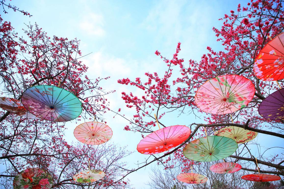 广东看樱花旅游景点推荐,广东樱花打卡景点