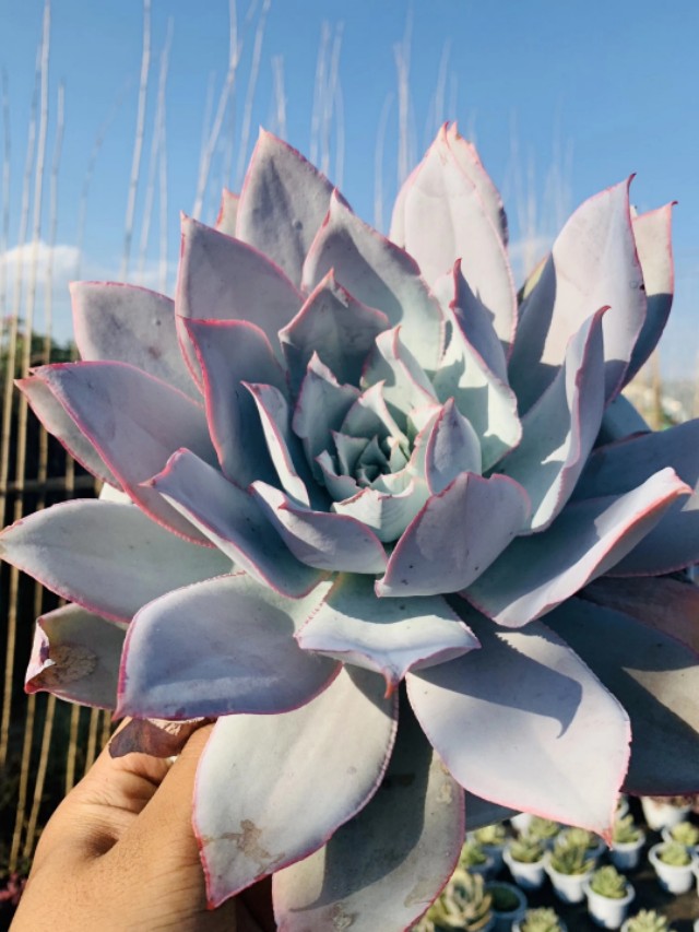 多肉广寒宫阳台,多肉广寒宫的养护知识