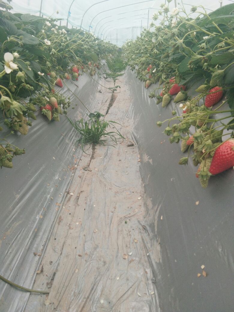 种植技术可以教你在家种草莓吗,头条种植技术分享