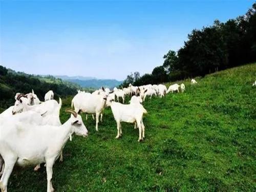 养羊养1000只羊一年能挣多少钱,养羊怎样利润最大
