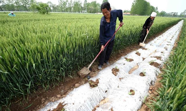 作物间作套种技术,间作套种农作物是什么