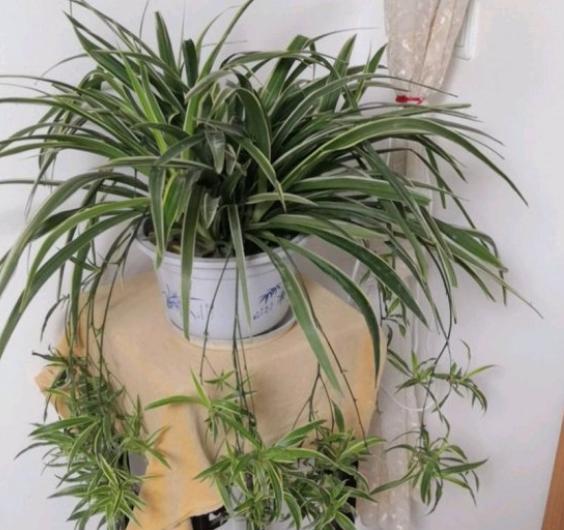 吊兰换盆需要注意什么,几年的吊兰换盆的正确方法