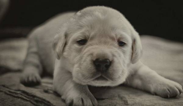 狗为什么喜欢吃叶子,狗狗为什么喜欢吃花叶子