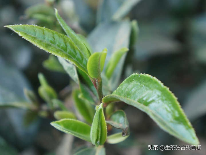 没买过茶叶怎么买毛尖,怎样选普洱茶推荐一下