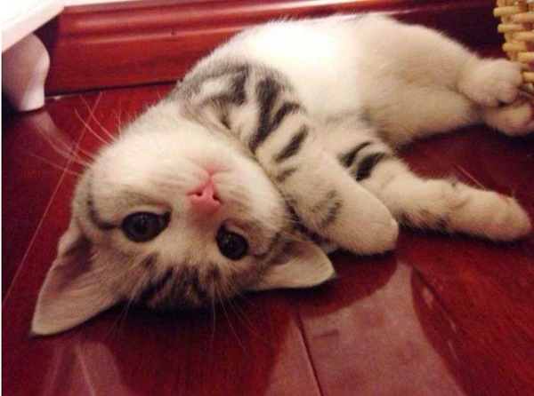 猫咪剃毛可以抑制发情的药,公猫咪剃毛后发情怎么缓解