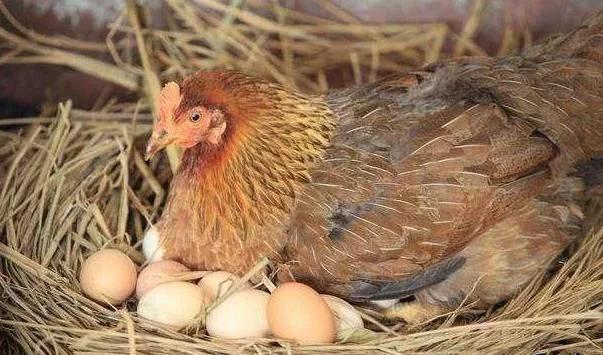 母鸡下完蛋咯咯哒的叫,原来人们都理解错了,原因为让人恍然大悟