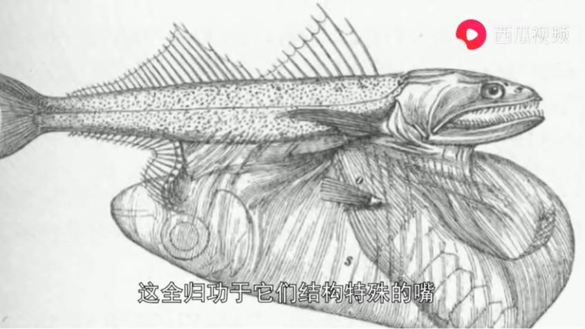 动物竟然有超能力！是不是嫉妒了？看西瓜视频告诉你怎么匪夷所思