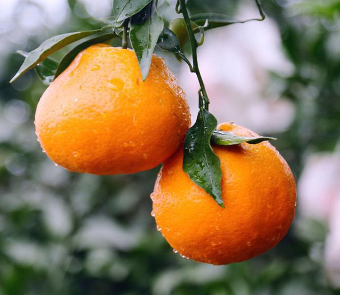 最新最有前景的柑橘新品种,真正有前景的柑橘新品种有哪些