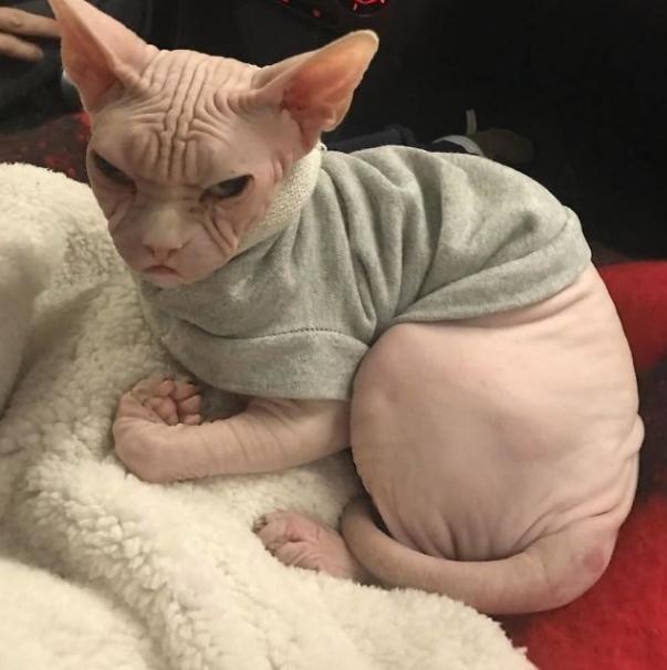 为什么喜欢斯芬克斯猫,斯芬克斯猫亲近人吗