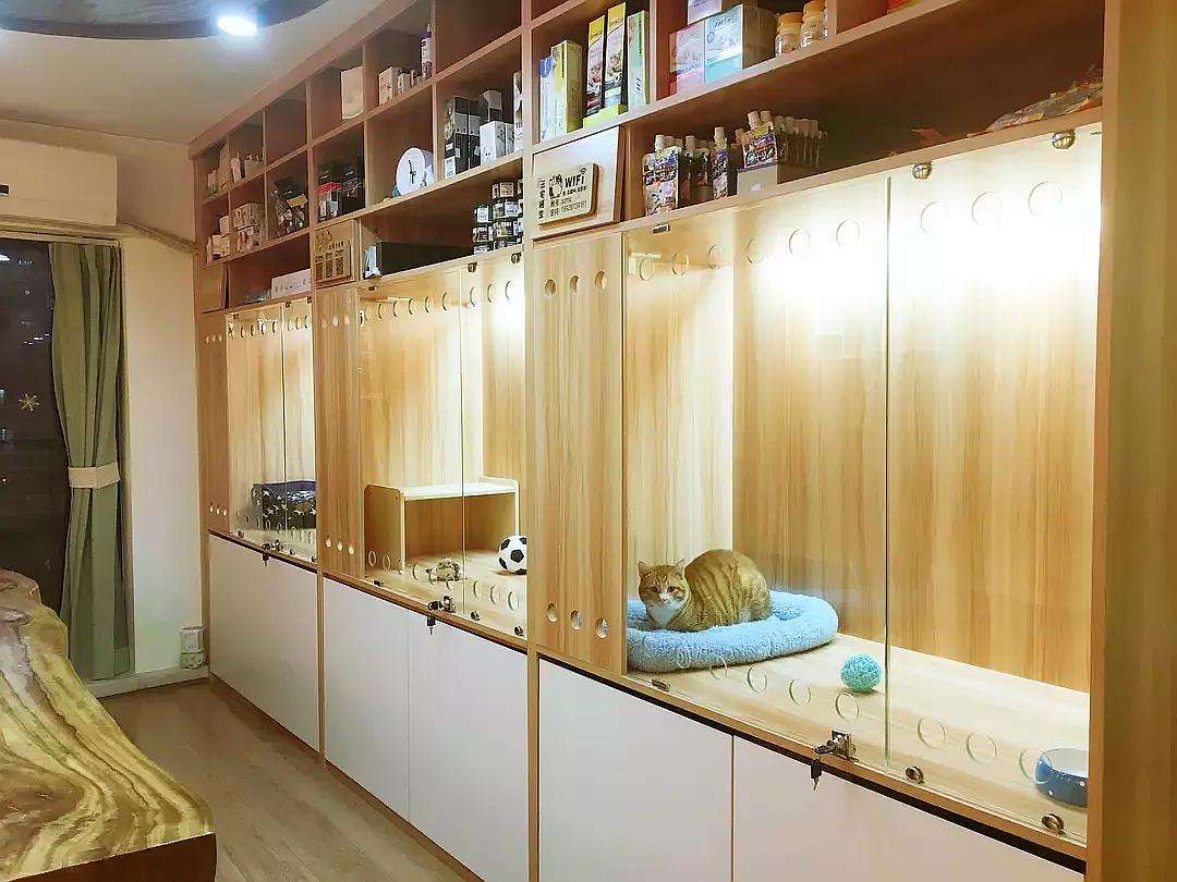 春节猫咪寄养注意事项,猫咪寄养还是带回家好