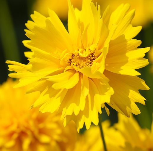 50种鲜切花花语,每个花艺师都要知道