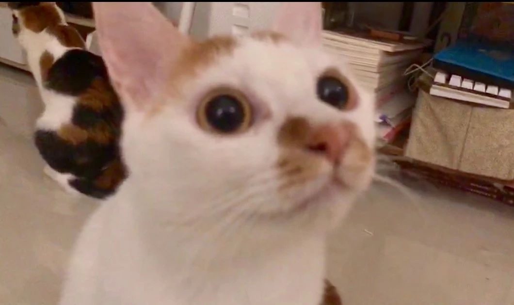 两只超凶的小奶猫怎么养,养刚出生的猫