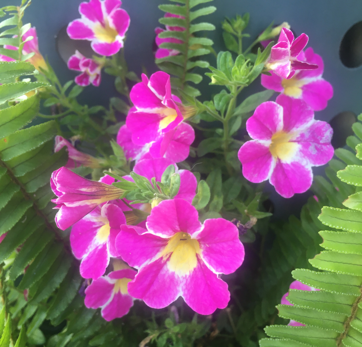 英文儿歌磨耳朵系列,100首经典英文儿歌磨耳朵英语启蒙