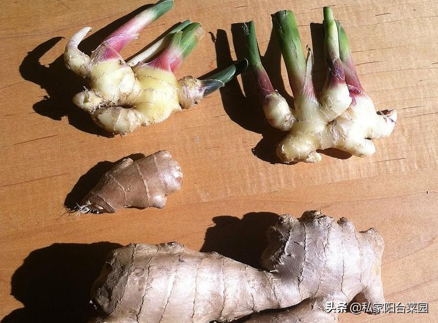 教你自家盆栽种姜,家里种姜的正确方法和步骤