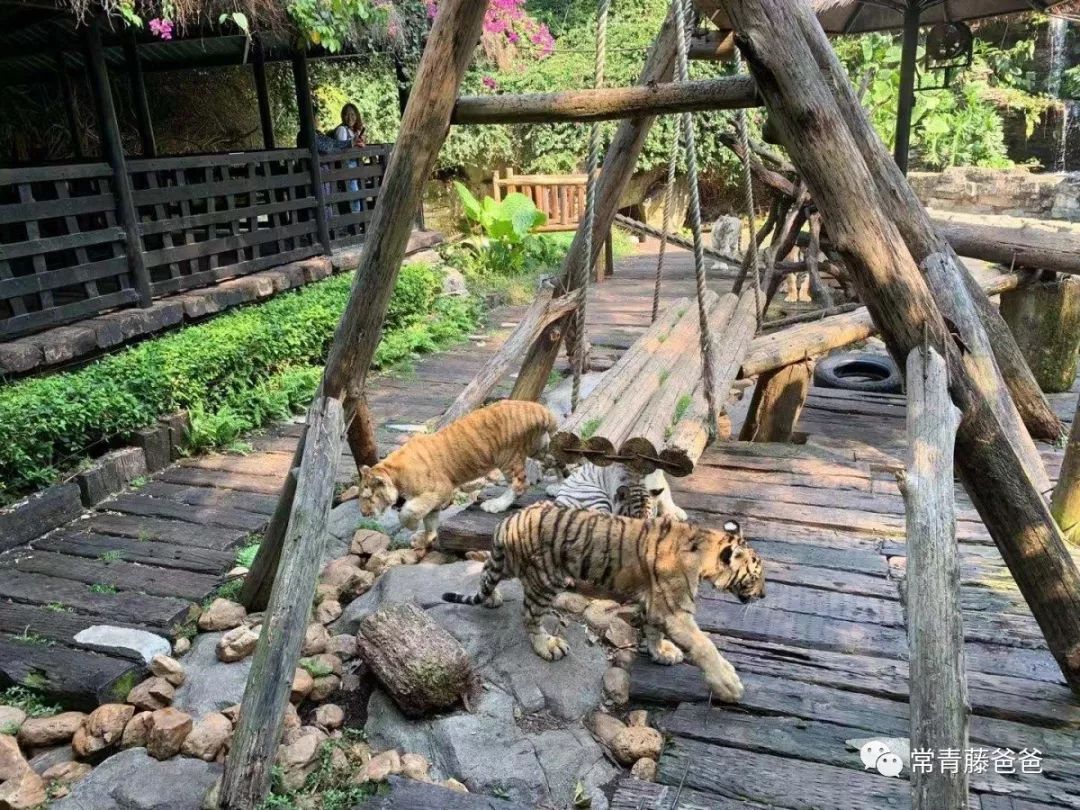 广州长隆攻略两天一夜住哪个酒店,去珠海长隆前一天下午游玩攻略