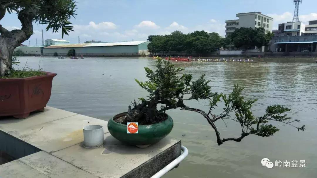 临水式金弹子盆景图片大全欣赏,看盆景展里赏心悦目的盆景