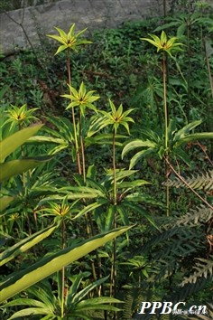 公认十大抗癌中草药,抗癌中药重楼的功效