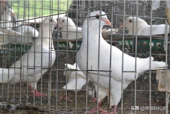 养鸽子的文章,为什么大家喜欢养鸽子呢