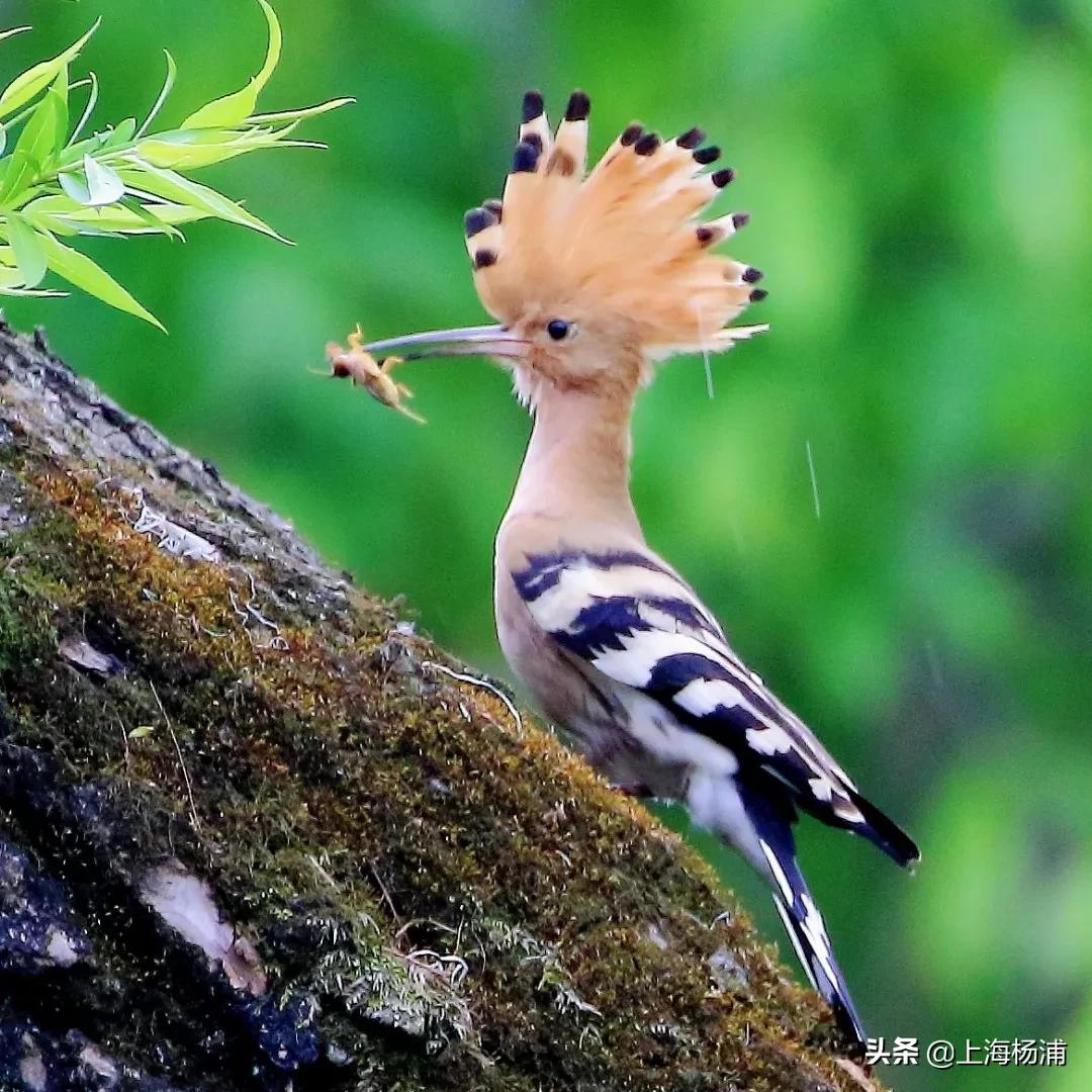 冬季引来最佳观鸟季,观鸟季一年一度