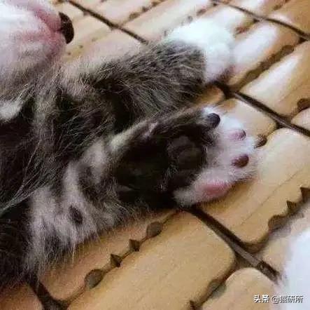有关猫爪的小知识,关于猫爪的10个有趣的事实