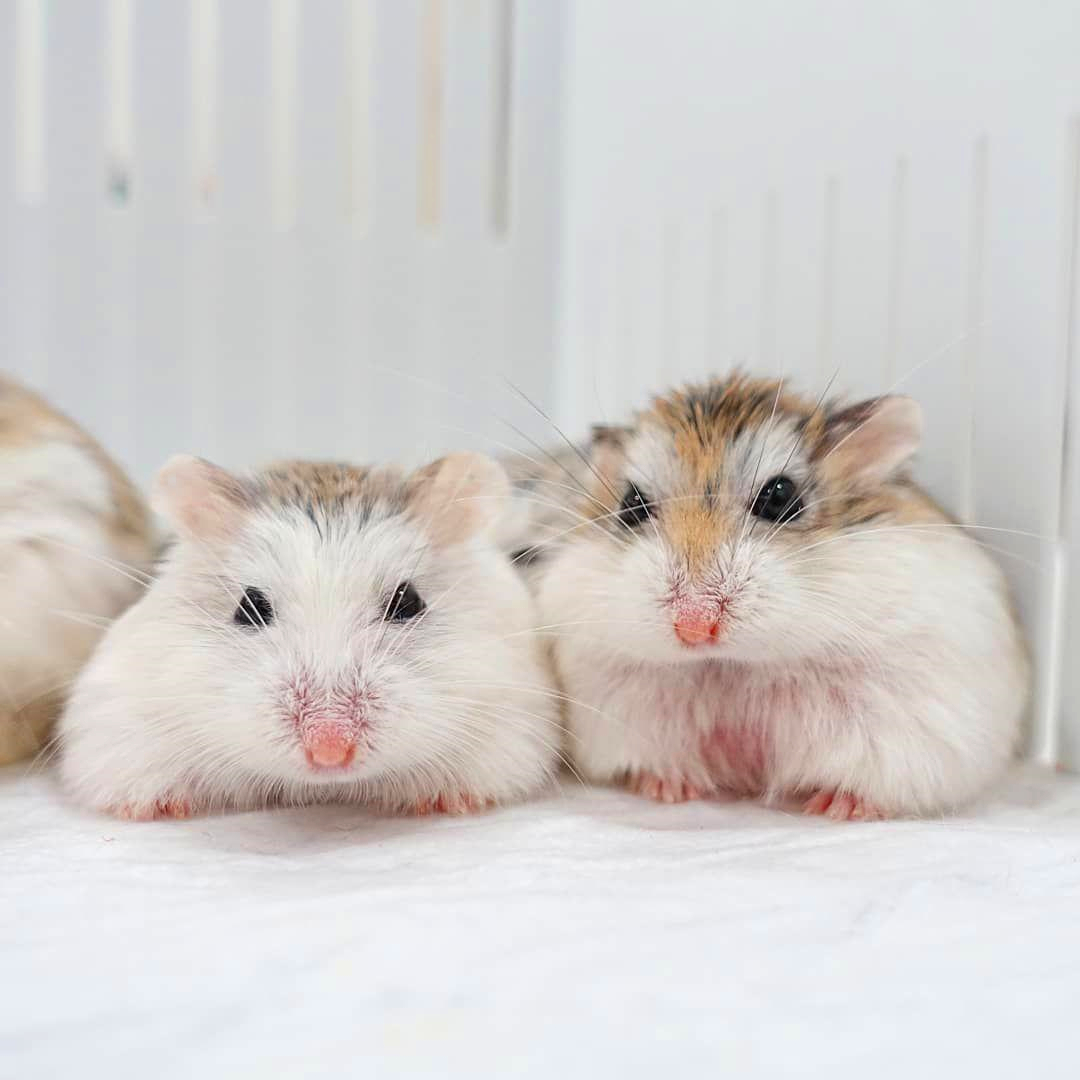 仓鼠宝宝无缘无故打同类是为什么,仓鼠宝宝打架