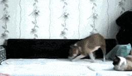 家里的狗为什么要嚎叫,为什么狗总想上床睡觉