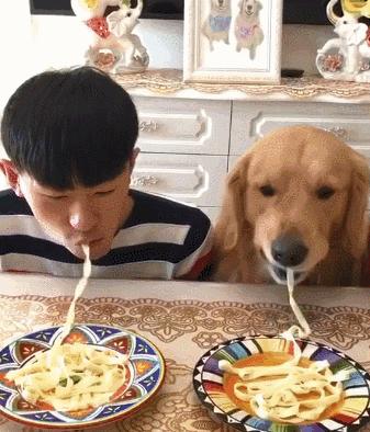 这六种狗狗一定不会让你失望,这六种狗狗有你不知道的特殊能力