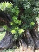 价值过万的黄杨盆景 (1000万元以上映山红盆景)