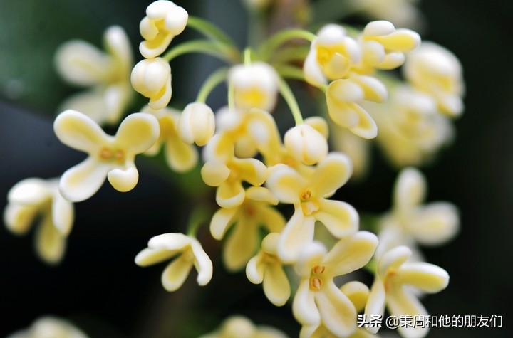 绉夊懆,绉夊懆鍜屼粬鐨勬湅鍙嬩滑